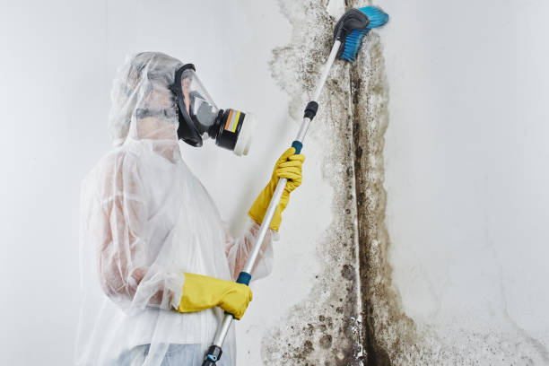 Best White Mold Remediation in Siloam Springs, AR