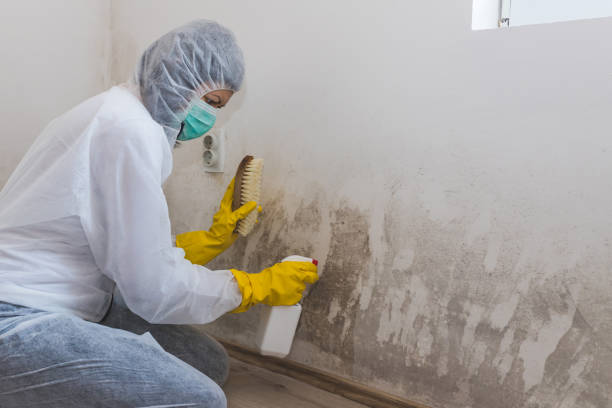 Best Emergency Mold Remediation in Siloam Springs, AR