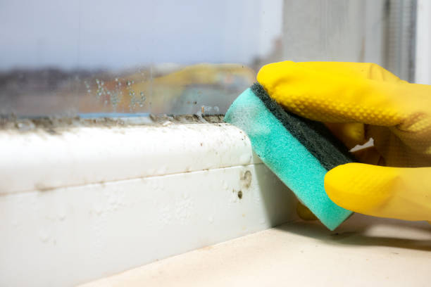 Best Mold Testing and Inspection Services in Siloam Springs, AR